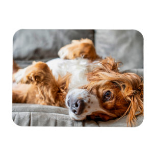 Cutest Baby Animals   Cocker Spaniel Magnet