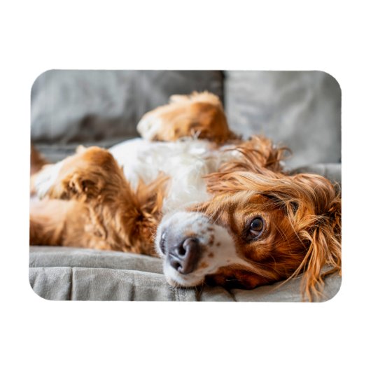 Cutest Baby Animals | Cocker Spaniel Magnet (Horizontal)
