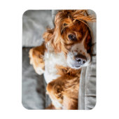 Cutest Baby Animals | Cocker Spaniel Magnet (Vertikal)