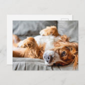 Cutest Baby Animals | Cocker Spaniel Postkarte (Vorne/Hinten)