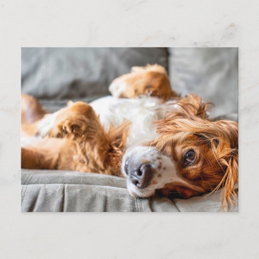 Cutest Baby Animals | Cocker Spaniel Postkarte (Vorderseite)