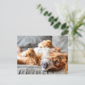 Cutest Baby Animals | Cocker Spaniel Postkarte (Stehend Vorderseite)