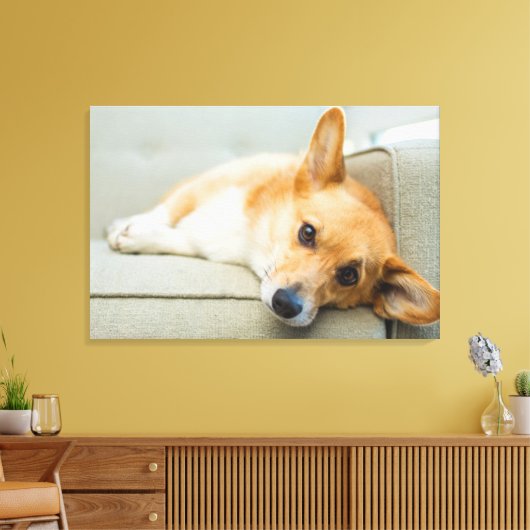 Cutest Baby Animals | Corgi Puppy on Couch Leinwanddruck (Insitu (Wohnzimmer))