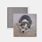 Cutest Baby Animals | Corgi Puppy on Shag Rug Magnet (Vorderseite/Rückseite)