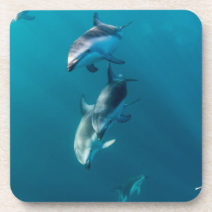 Cutest Baby Animals   Dolphin Family Getränkeuntersetzer