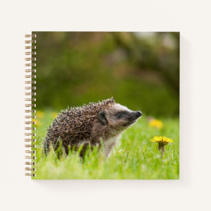 Cutest Baby Animals European Hedgehog Notizblock