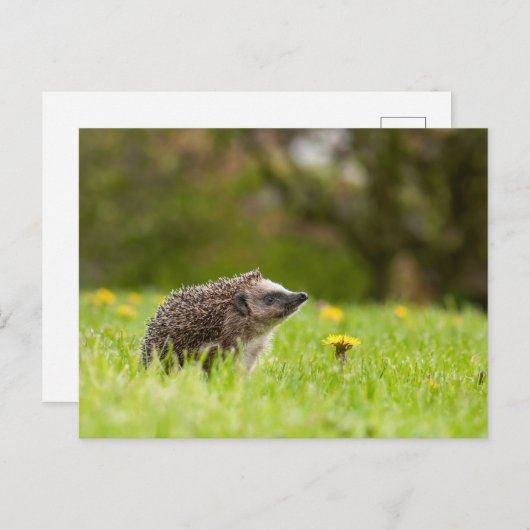 Cutest Baby Animals | European Hedgehog Postkarte (Vorne/Hinten)
