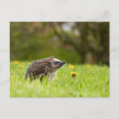 Cutest Baby Animals | European Hedgehog Postkarte (Vorderseite)