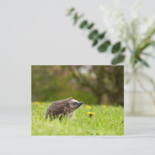 Cutest Baby Animals | European Hedgehog Postkarte (Stehend Vorderseite)
