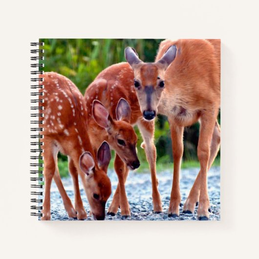 Cutest Baby Animals | Fawn with Babies Notizblock (Vorderseite)
