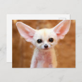 Cutest Baby Animals | Fennec Fox Postkarte (Vorne/Hinten)