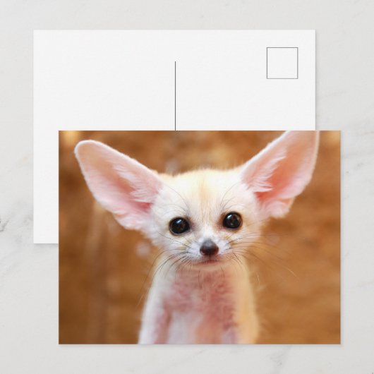 Cutest Baby Animals | Fennec Fox Postkarte (Vorne/Hinten)