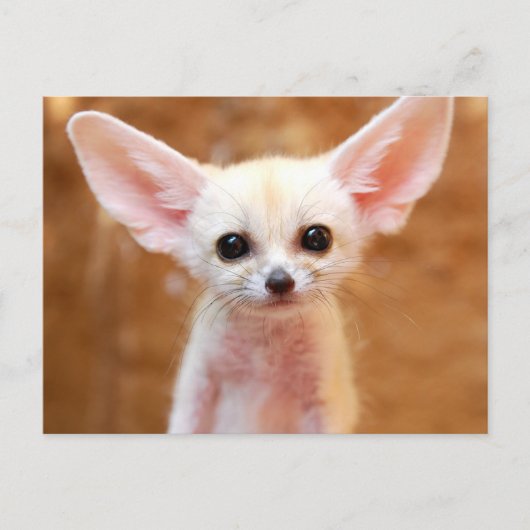 Cutest Baby Animals | Fennec Fox Postkarte (Vorderseite)