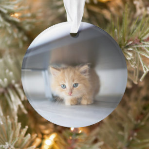 Cutest Baby Animals   Fluffy Orange Kitten Ornament