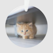 Cutest Baby Animals | Fluffy Orange Kitten Ornament (Vorderseite)