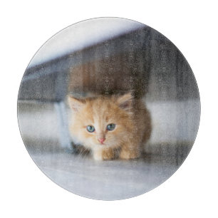 Cutest Baby Animals Fluffy Orange Kitten Schneidebrett