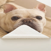 Cutest Baby Animals | French Bulldog Head Tilt Sherpadecke (3/4)