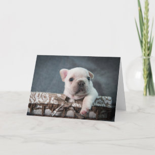 Cutest Baby Animals   French Bulldog Karte