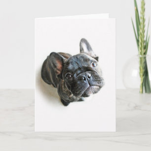 Cutest Baby Animals French Bulldog Look Up Karte