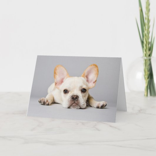 Cutest Baby Animals | French Bulldog Lying Down Karte (Vorderseite)