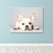 Cutest Baby Animals | French Bulldog Lying Down Leinwanddruck (Insitu (Holzboden))