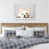 Cutest Baby Animals | French Bulldog Lying Down Leinwanddruck (Insitu (Schlafzimmer))