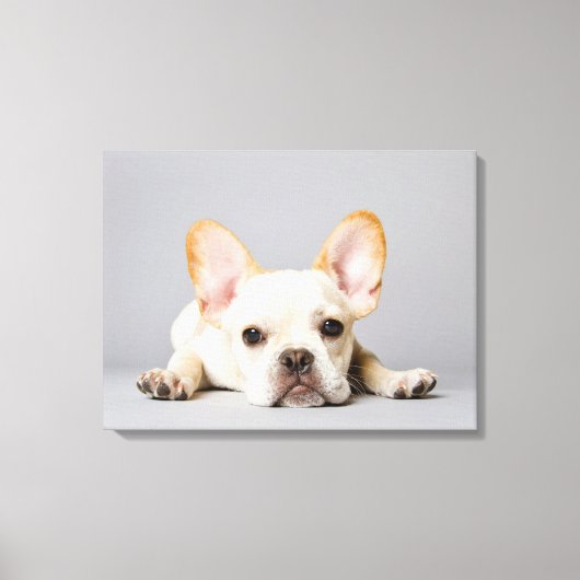 Cutest Baby Animals | French Bulldog Lying Down Leinwanddruck (Vorderseite)