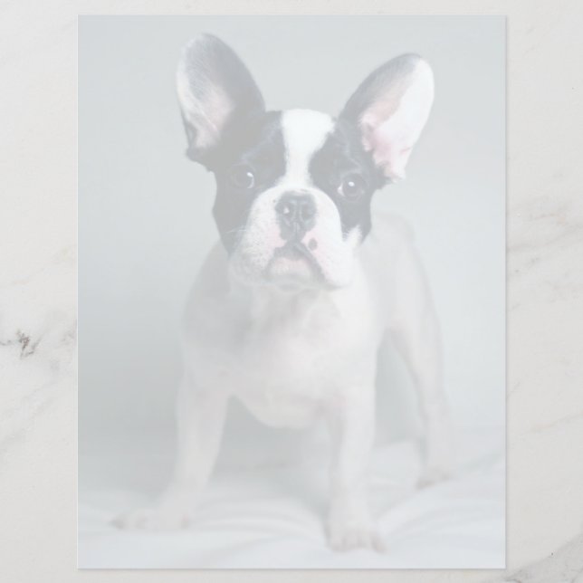 Cutest Baby Animals | French Bulldog Puppy (Vorderseite)