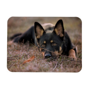 Cutest Baby Animals German Shepherd Puppy Magnet