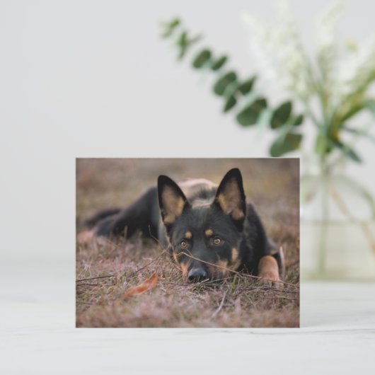 Cutest Baby Animals | German Shepherd Puppy Postkarte (Stehend Vorderseite)