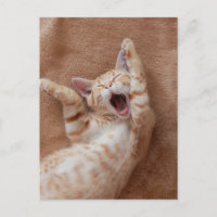 Cutest Baby Animals | Ginger Kitten Yawning