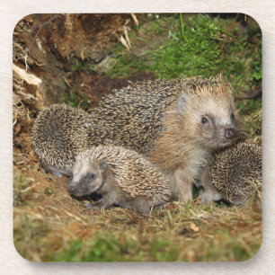 Cutest Baby Animals Hedgehog Family Getränkeuntersetzer