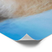 Cutest Baby Animals | Himalayan Cat Poster (Ecke)