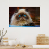 Cutest Baby Animals | Himalayan Cat Poster (Küche)