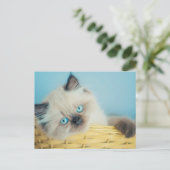 Cutest Baby Animals | Himalayan Seal Point Cat Postkarte (Stehend Vorderseite)