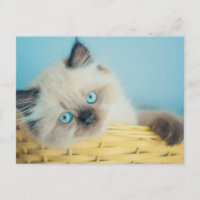 Cutest Baby Animals | Himalayan Seal Point Cat