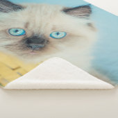 Cutest Baby Animals | Himalayan Seal Point Cat Sherpadecke (3/4)