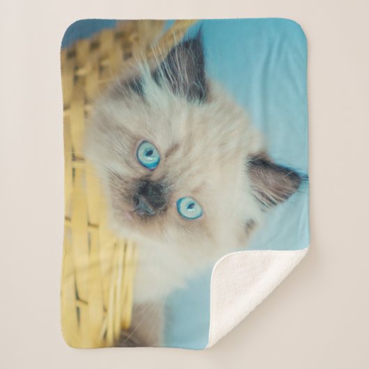 Cutest Baby Animals | Himalayan Seal Point Cat Sherpadecke (Vorderseite)