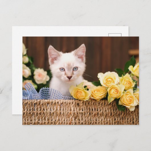 Cutest Baby Animals | Kitten & Yellow Roses Postkarte (Vorne/Hinten)