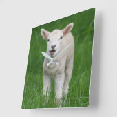 Cutest Baby Animals | Lil Lamb Quadratische Wanduhr (Winkel)