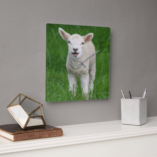 Cutest Baby Animals | Lil Lamb Quadratische Wanduhr (Büro)