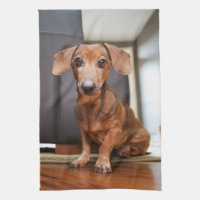 Cutest Baby Animals | Mini Dachshund Puppy