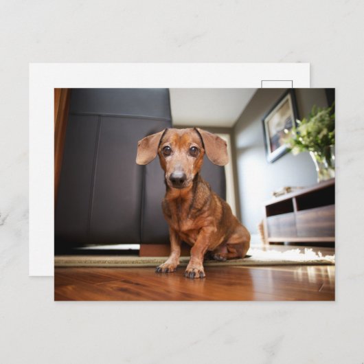 Cutest Baby Animals | Mini Dachshund Puppy Postkarte (Vorne/Hinten)