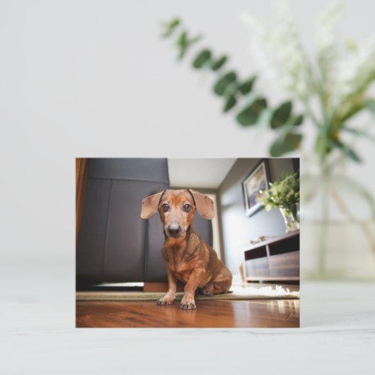 Cutest Baby Animals | Mini Dachshund Puppy Postkarte (Stehend Vorderseite)