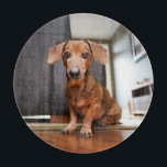 Cutest Baby Animals | Mini Dachshund Puppy Schneidebrett<br><div class="desc">This cute Getty Images photo features a mini Dachshund puppy.</div>