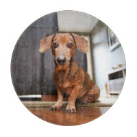 Cutest Baby Animals | Mini Dachshund Puppy