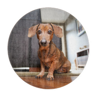 Cutest Baby Animals | Mini Dachshund Puppy Schneidebrett