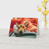 Cutest Baby Animals | Miniature Pinscher Karte (Gelbe Blume)