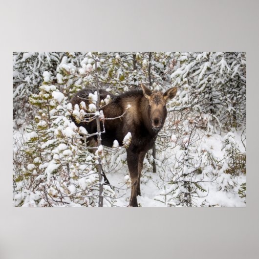Cutest Baby Animals | Moose Calf Poster (Vorne)