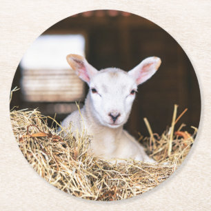 Cutest Baby Animals   Newborn Lamb Runder Pappuntersetzer